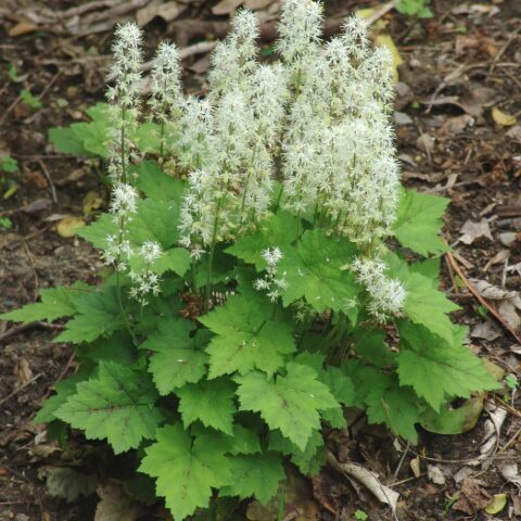 Sirdslapu tiarella (pieejams no jūnija)